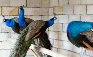 江蘇一男子偷6只“火雞”解饞，去了動(dòng)物園才知吃的是藍(lán)孔雀