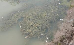 江蘇響水百畝池塘魚(yú)蝦離奇死亡，養(yǎng)殖戶疑企業(yè)傾倒化工廢物