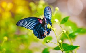 《自然》：五大原因致传粉动物减少，转基因作物或有间接威胁