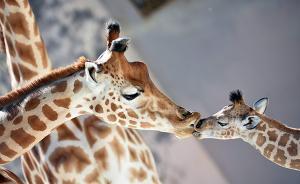 國(guó)際自然保護(hù)聯(lián)盟將長(zhǎng)頸鹿列為“易?！?，30年間減少近四成