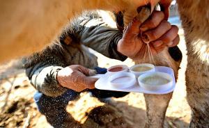 河北：發(fā)現(xiàn)問(wèn)題奶48小時(shí)查清上報(bào)，添加違禁物追究刑責(zé)