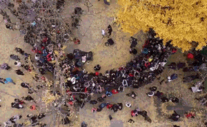 視頻｜滬上最美銀杏音樂會開演，落葉中爵士改編流行老歌