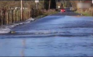 视频｜鲑鱼为返乡产子抄捷径横穿马路，过往车辆有爱避让  