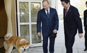 普京訪日行程基本敲定：受邀到安倍家鄉(xiāng)泡溫泉，未安排見天皇