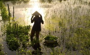 越南觀察①工資漲得快，效率仍很低