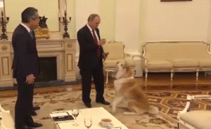 趣聞｜普京接受日本電視臺(tái)采訪，記者遭秋田犬狂吠全程呆站