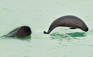 鄱阳湖建闸或增加江豚灭绝风险，建设方称留4孔闸门绰绰有余