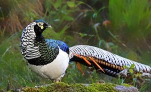 云南男子套6只“雞”獲刑5年：系國家二級保護動物白腹錦雞