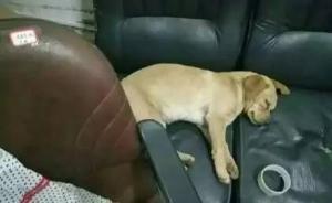 华东交大一工作人员校内杀流浪狗被指责，动保协会支招高校