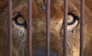 河北一马戏团跨省运输虎狮熊猴未办证，团长被判刑十年