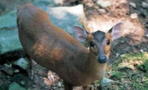 杭州動(dòng)物園散養(yǎng)兩只小鹿：白天愛待在虎山附近，會(huì)與游客合影