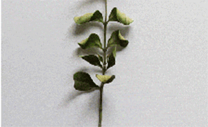 法制日报刊文：全国频遭雾霾袭击，校园安新风系统应统一行动