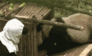 野化大熊貓傷人，專家：科研效果達(dá)預(yù)期，正研究防范措施