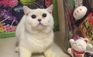丽江一女顾客疑不满宠物猫不能退货将猫剥皮，警方介入调查