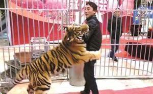 红网评“马戏团主无证运输获刑十年”：罪与非罪只在运输证？