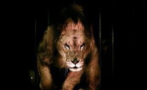 马戏团无证运输珍稀动物或判刑或无罪，学者呼吁出台司法解释