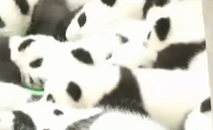 早餐湃｜最萌大熊貓入選全球最美照片