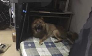 广州大学保安打残流浪狗扔下楼，校方：学生被咬驱赶无效