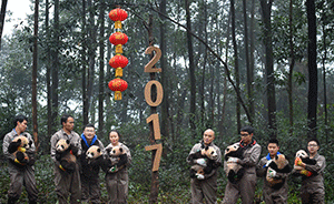 直擊｜萌物賀新年，2016年生大熊貓寶寶齊亮相