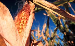 學(xué)者：黑龍江拒種轉(zhuǎn)基因糧食作物是有利于子孫后代的睿智之舉