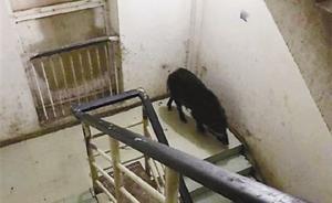 野豬闖進(jìn)重慶交通大學(xué)校園，被警察4槍擊斃