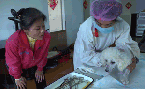 貓狗絕育人士的自白：不愿絕掉它們的孩子，絕育掉的是流浪