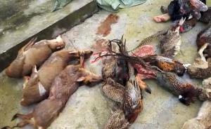 安徽宣城一菜市场公开售卖野生动物