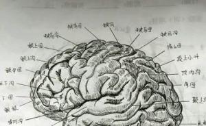 河南一女大学生为记住人体结构手绘解剖图，网友：像印出来的