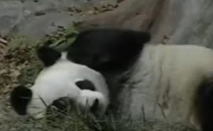 熊貓巴斯37歲了，系吉祥物盼盼原型