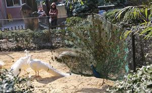 上海動物園雞年生肖文化節(jié)年初一開幕，還將開展趣味科普展