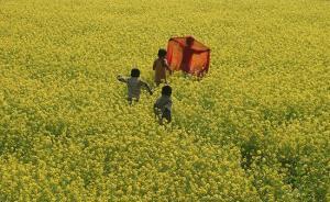 印度轉(zhuǎn)基因芥菜被指夸大優(yōu)點(diǎn)，反對(duì)者稱“蓄意行騙”提起訴訟