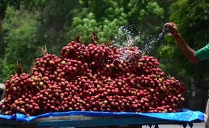 印度北部怪病一年致數(shù)百名兒童死亡，科學(xué)家稱空腹吃荔枝所致