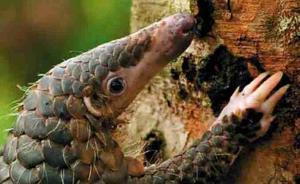 国家林业局就“吃穿山甲事件”再发声：炫耀的是残忍和无知