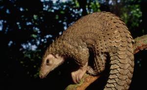 广西核查“穿山甲事件”：系私宴，一公职人员参加早已落马