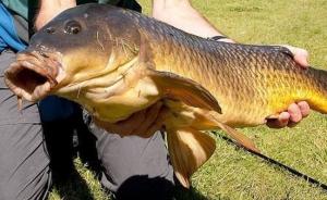 “鯉魚”泛濫……這些國家的煩惱，吃貨們怎么看