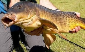 “鯉魚”泛濫……這些國家的煩惱，吃貨們怎么看