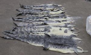 廣西海警查獲1609張涉嫌走私鱷魚皮，500余公斤鱷魚肉