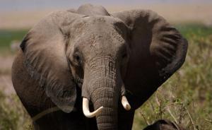 云南景洪橡膠林一頭野象突襲兩務(wù)工人員，一人逃生一人遇難