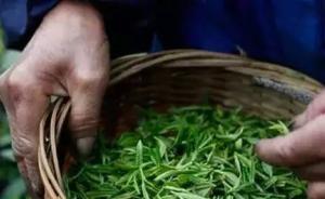 特產(chǎn)地｜莫干黃芽能否成為特色小鎮(zhèn)的品牌
