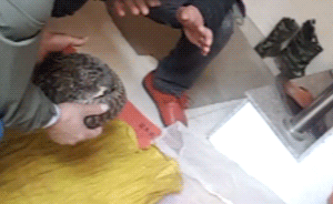 暗访｜广西穿山甲交易现场：两只卖万元