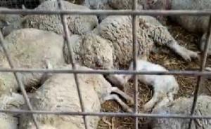 雪豹偷襲羊群，吃太飽被擒獲