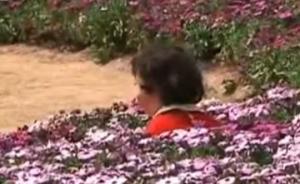 賞花成傷花，花海被踩出“窟窿”
