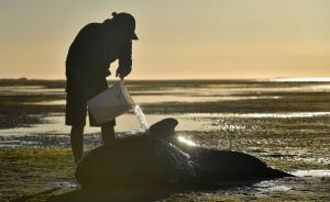 直擊丨新西蘭416只巨頭鯨集體擱淺，超過300只一夜死亡