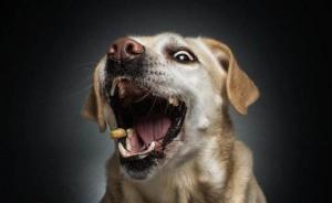 云南蒙自10歲女孩頸部撕裂稱遭狗咬，警方：據(jù)其說法正找狗