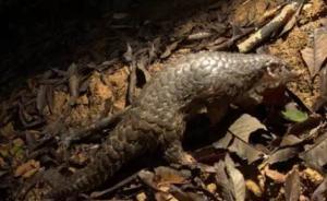 广西南宁刑拘两贩卖穿山甲嫌疑人，查获活体冻体穿山甲各1只