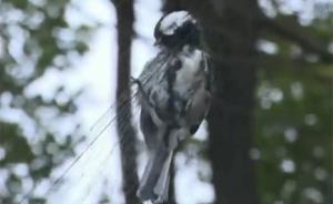 又是非法捕鸟！台州、湖州公园现捕鸟网