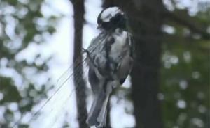 又是非法捕鸟！台州、湖州公园现捕鸟网