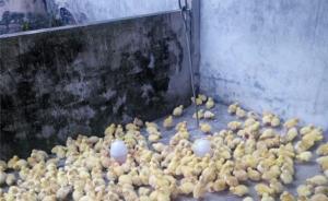 江苏沭阳疑形成养鹅诈骗产业链：1万只鹅苗成活100只