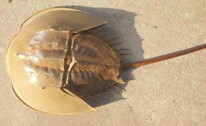 广西一渔船被查获千余“生物活化石”中华鲎，船主称不知来路