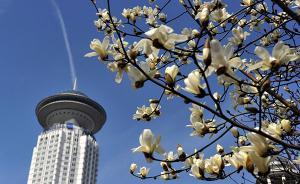 上海百花暖冬下“跑步前進(jìn)”：白玉蘭已開，有早櫻已入盛花期